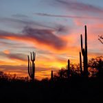 Arizona Arizona